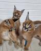Hermosos gatitos caracales disponibles