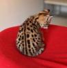 Hermosos gatitos Savannah disponibles